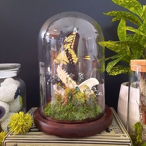 REAL Coyote Jaw Bone with Yellow Tiger Swallowtail Butterfly Glass Cloche Oddity